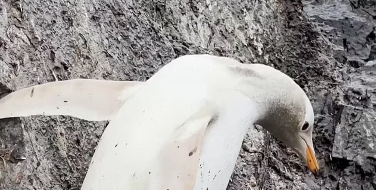 Необычайно редкого белого пингвина заметили в Антарктиде (фото и видео)